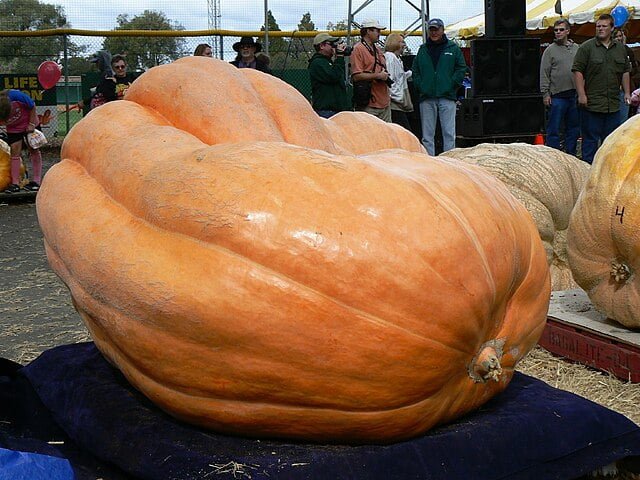 Growing Giant Pumpkins: A Guide to Cultivating Massive Harvests