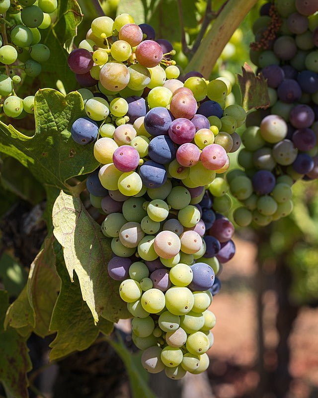 The Grape Escape: Growing Grapes in Canada 1 grapes dry creek valley 7705