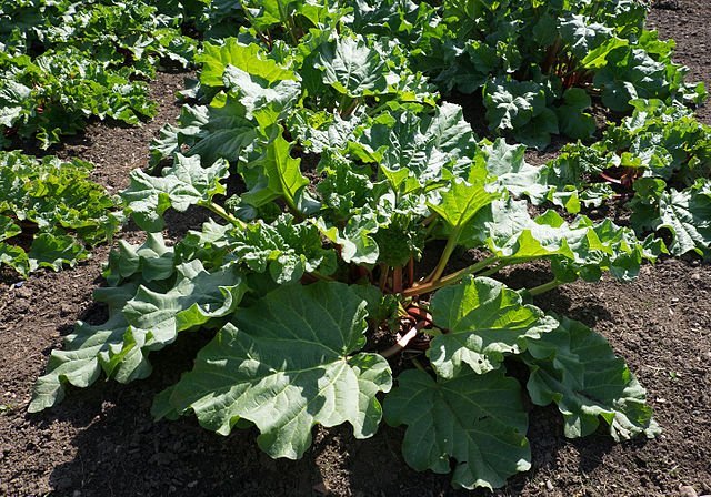 hanbury hall gardens rhubarb rheum rhabarbarum