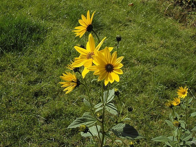 jerusalem artichoke