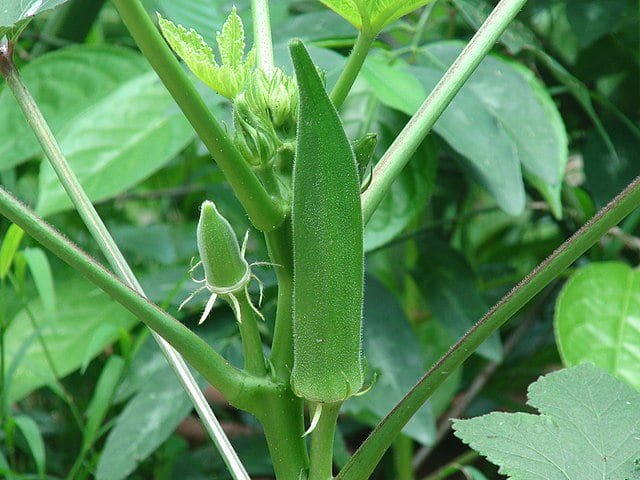 Okra Odyssey: The Ultimate Guide to Growing Your Own ‘Fingers of Love’