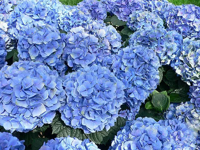 Embrace the Colorful Charm: A Complete Guide to Growing Hydrangeas 3 Embrace the Colorful Charm: A Complete Guide to Growing Hydrangeas