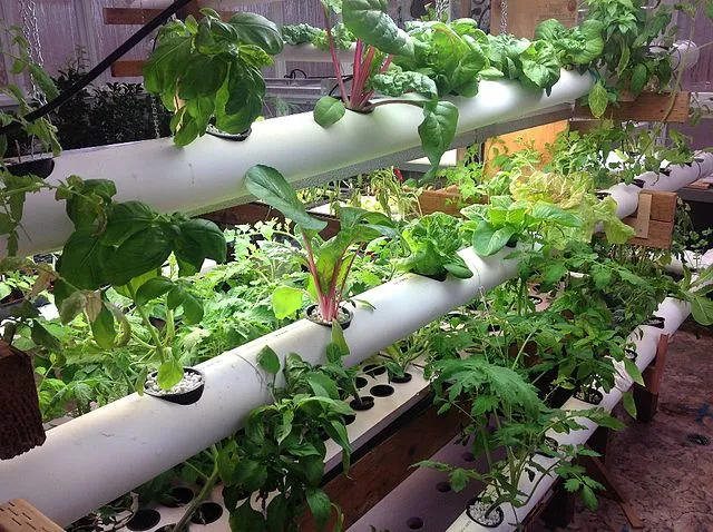 Hydroponic Haven: Guide to Thriving Water-Based Gardens 3 Hydroponic Haven: Guide to Thriving Water-Based Gardens