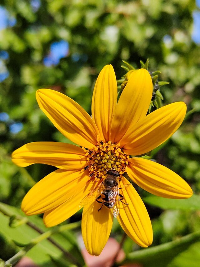 jerusalem artichoke in vayots dzor