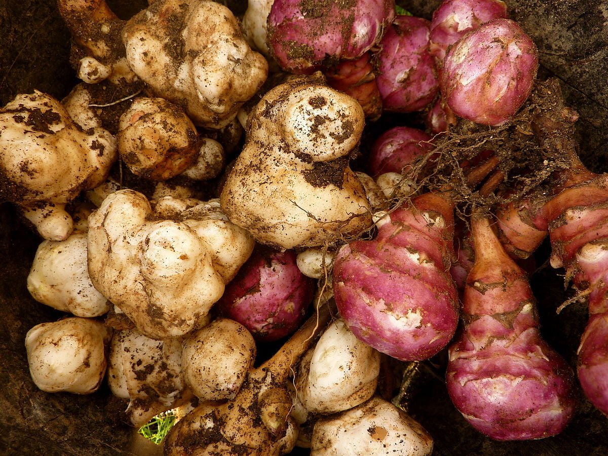 The 5 Best Perennial Vegetables for Gardening 4 jerusalem artichokes tubers 1