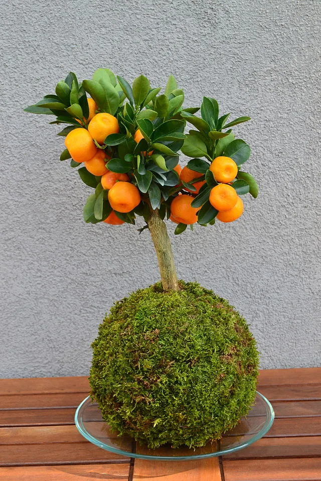 Kokedama: The Art of the Japanese Moss Ball Garden 1 kokedama citrus 1