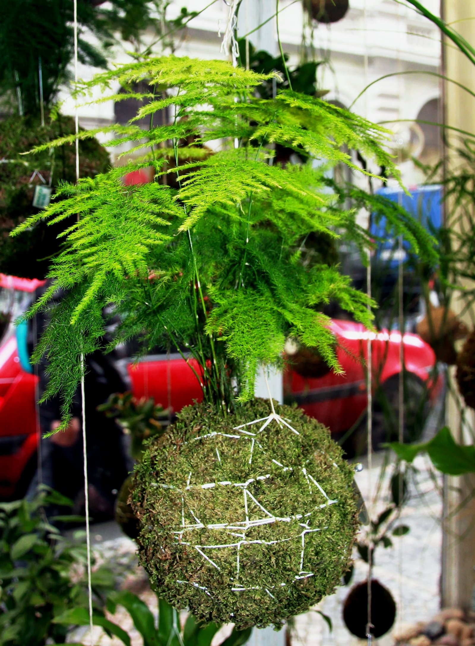 Kokedama: The Art of the Japanese Moss Ball Garden 6 kokedama praha asparagus 2020 1