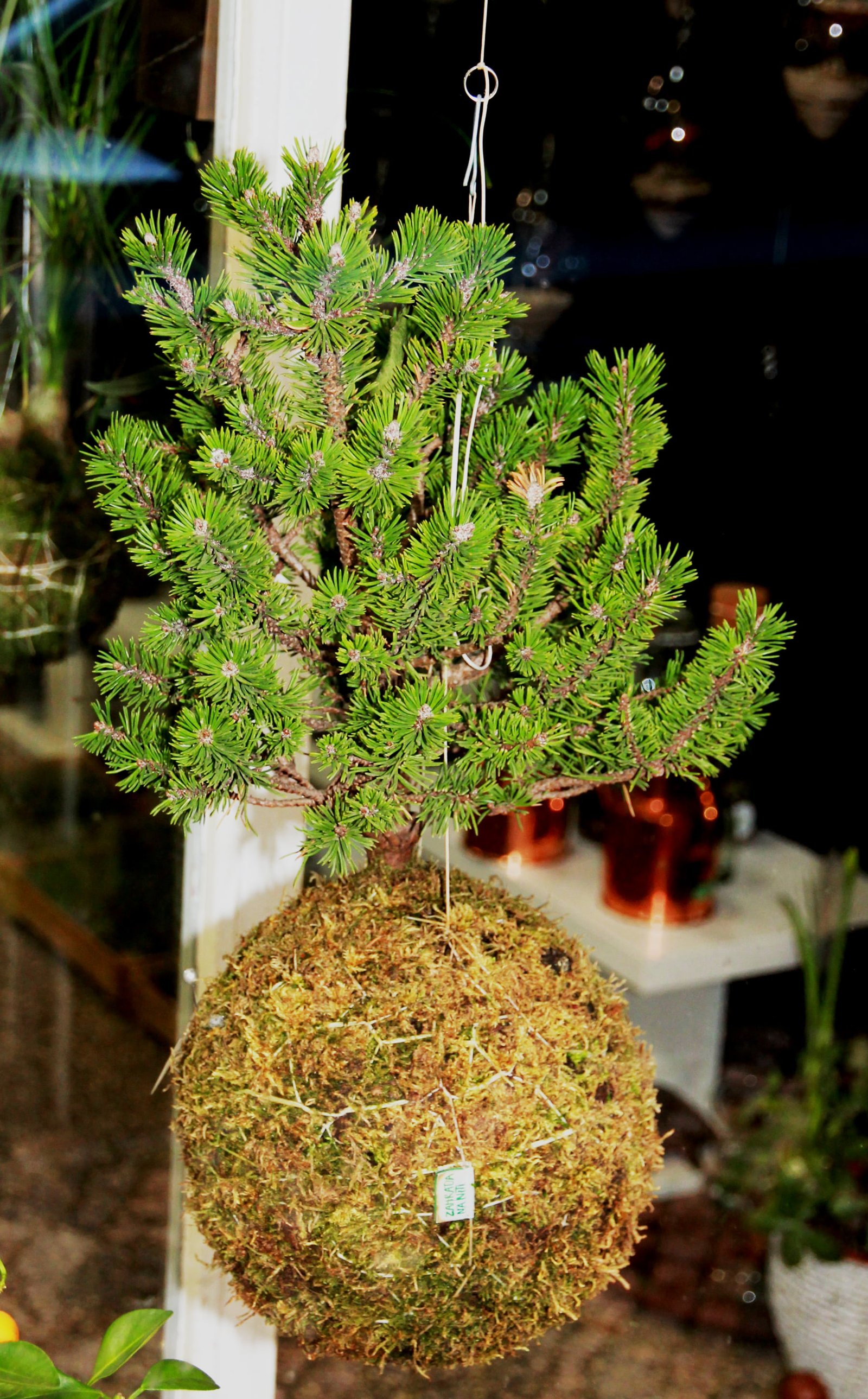 Kokedama: The Art of the Japanese Moss Ball Garden 5 kokedama praha borovice 2020 1