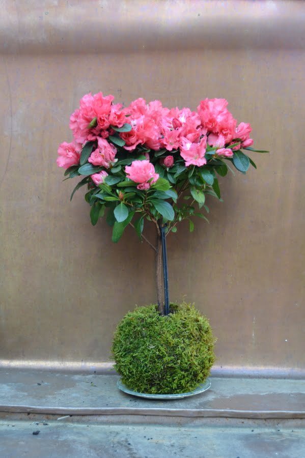 Kokedama: The Art of the Japanese Moss Ball Garden 4 kokedamy.cz azalea