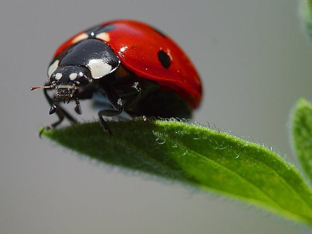 Ladybugs: Little Heroes of the Garden