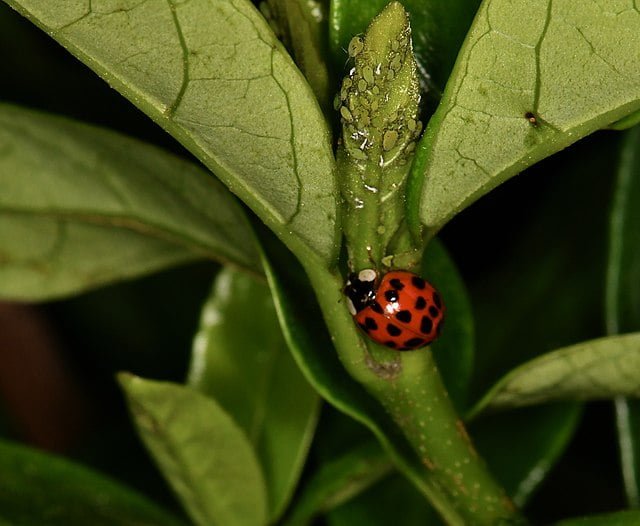 ladybug eating aphids. 49485764276