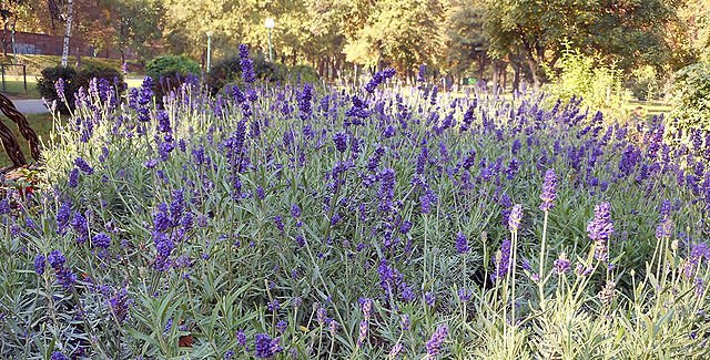 Growing Lavender: A Guide to Cultivating Fragrant Blooms 3 lavandula lavender d09bd0b0d0b2d0b0d0bdd0b4d0b0