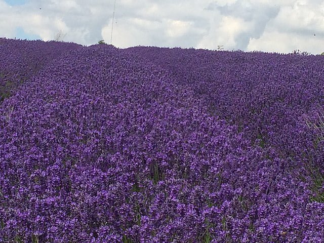 Growing Lavender: A Guide to Cultivating Fragrant Blooms 7 lavender field in bloom