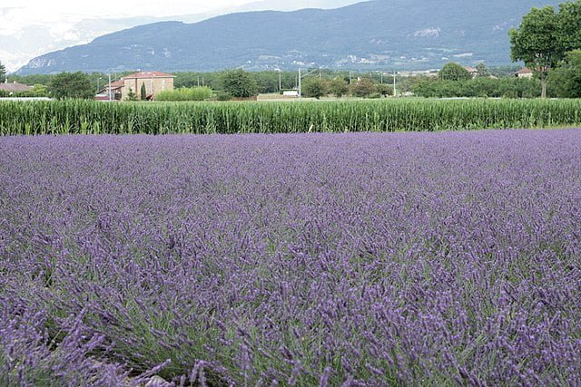 Growing Lavender: A Guide to Cultivating Fragrant Blooms