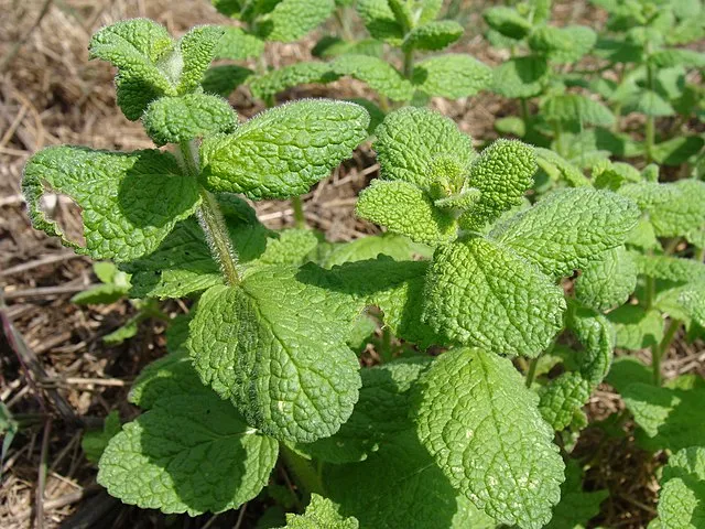 Growing Mint: A Guide to Cultivating a Versatile Herb 3 Growing Mint: A Guide to Cultivating a Versatile Herb