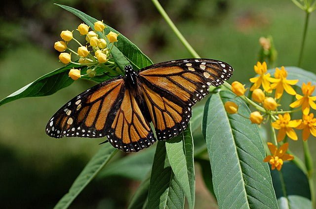 Milkweed Magic: Unveiling the Importance of this Stalwart of the Plant World