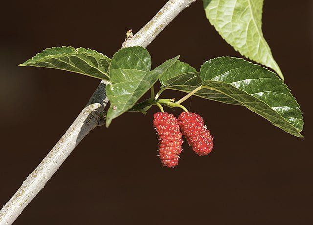 Marvelous Mulberries: How to Grow Mulberry Trees