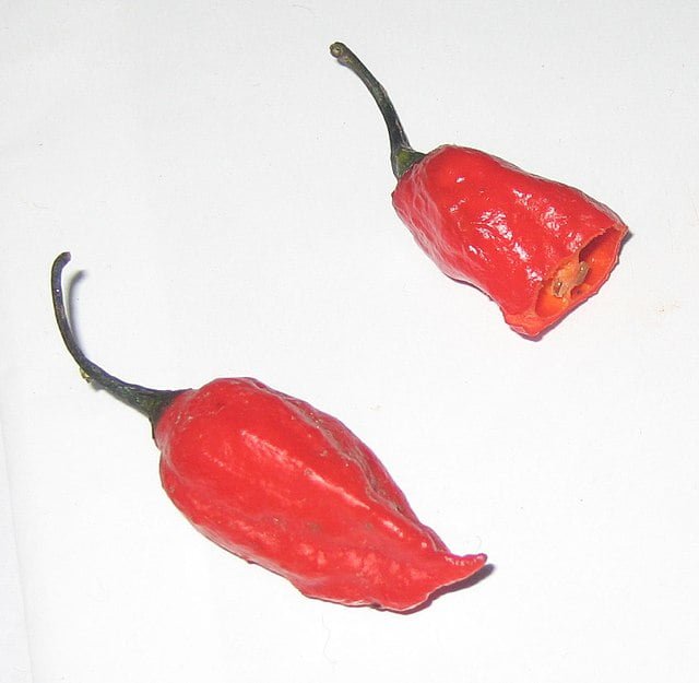Bringing the Heat: A Step-by-Step Guide to Growing Ghost Peppers 4 naga jolokia peppers
