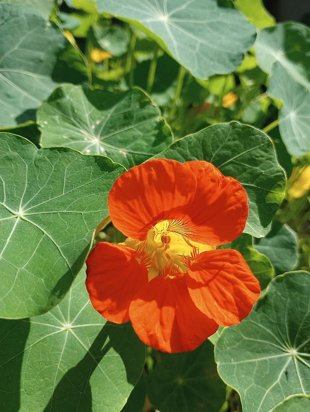 nasturtium flower orange