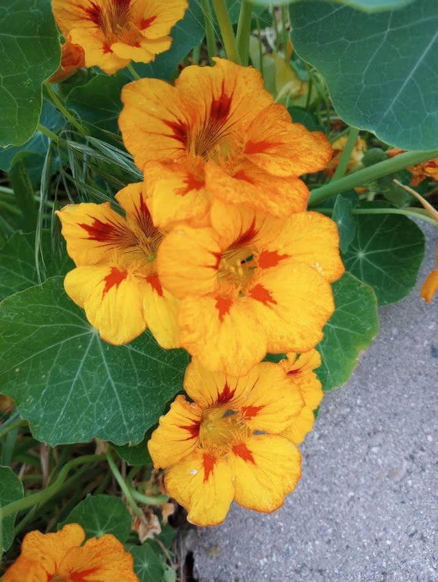 nasturtiums