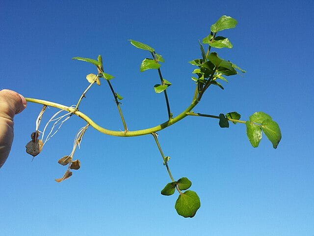 nasturtium officinale s. str. sl23