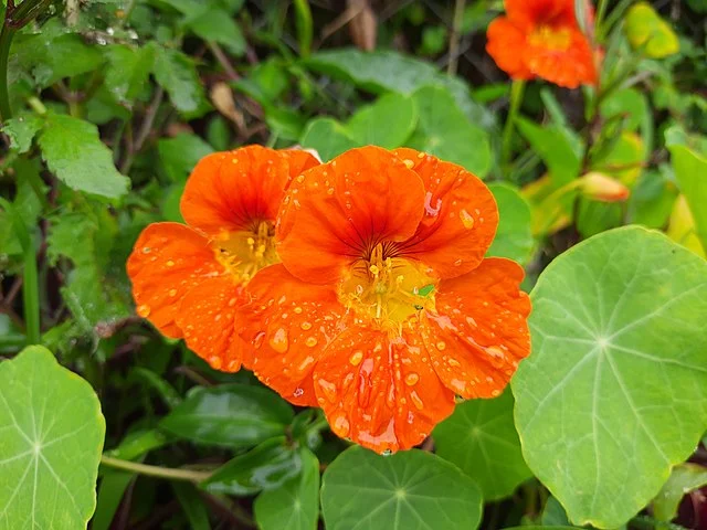 Growing Nasturtiums: A Guide to Cultivating Colourful and Edible Blooms
