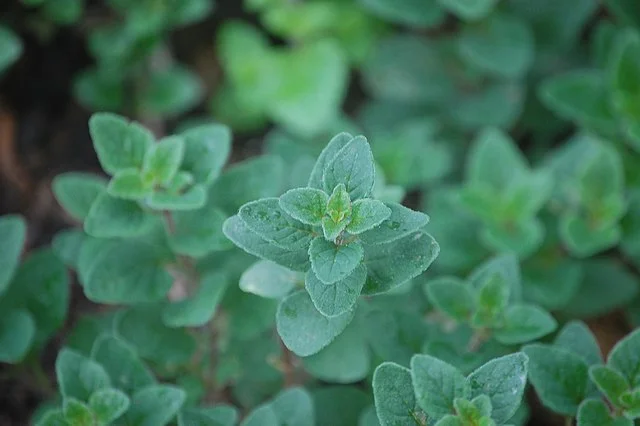 The Magic of Marjoram: Your Guide to Growing Marjoram at Home 5 The Magic of Marjoram: Your Guide to Growing Marjoram at Home