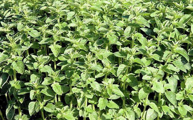 Growing Oregano: A Herb For All Seasons