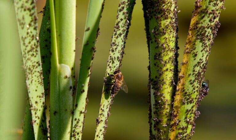 Aphids: Small Pests, Big Problems