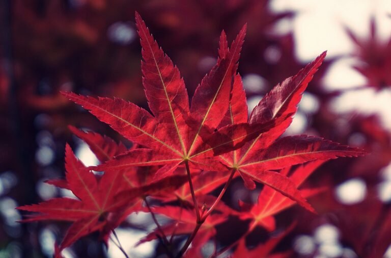 Japanese Maples