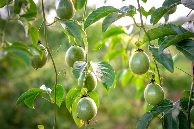 A Guide to Growing Passion Fruit: From Planting to Harvesting