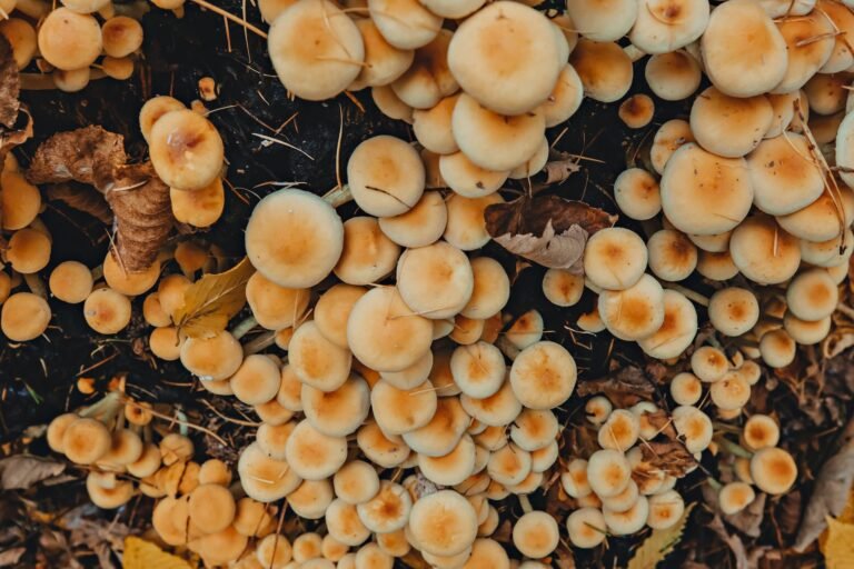 fungus growing on a tree trunk