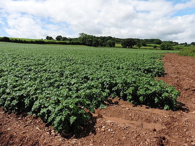 How to Grow Potatoes 6 potatoes on sock hill geograph.org .uk 5061485