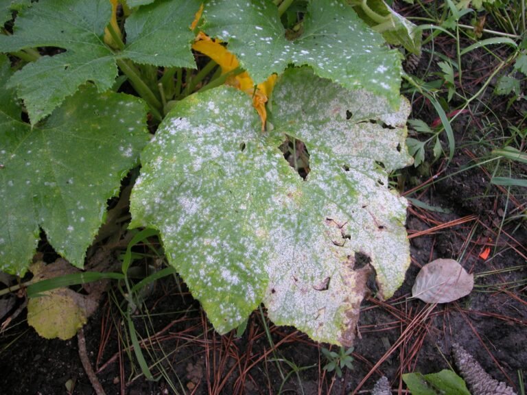 Powdery Mildew: How to Identify and Treat