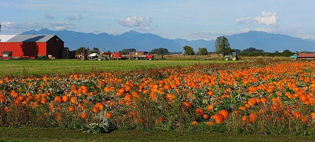 pumpkin field ladner british columbia