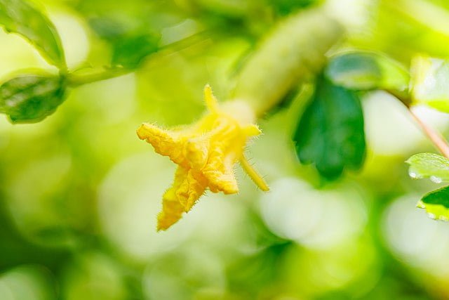 pumpkin flower 1