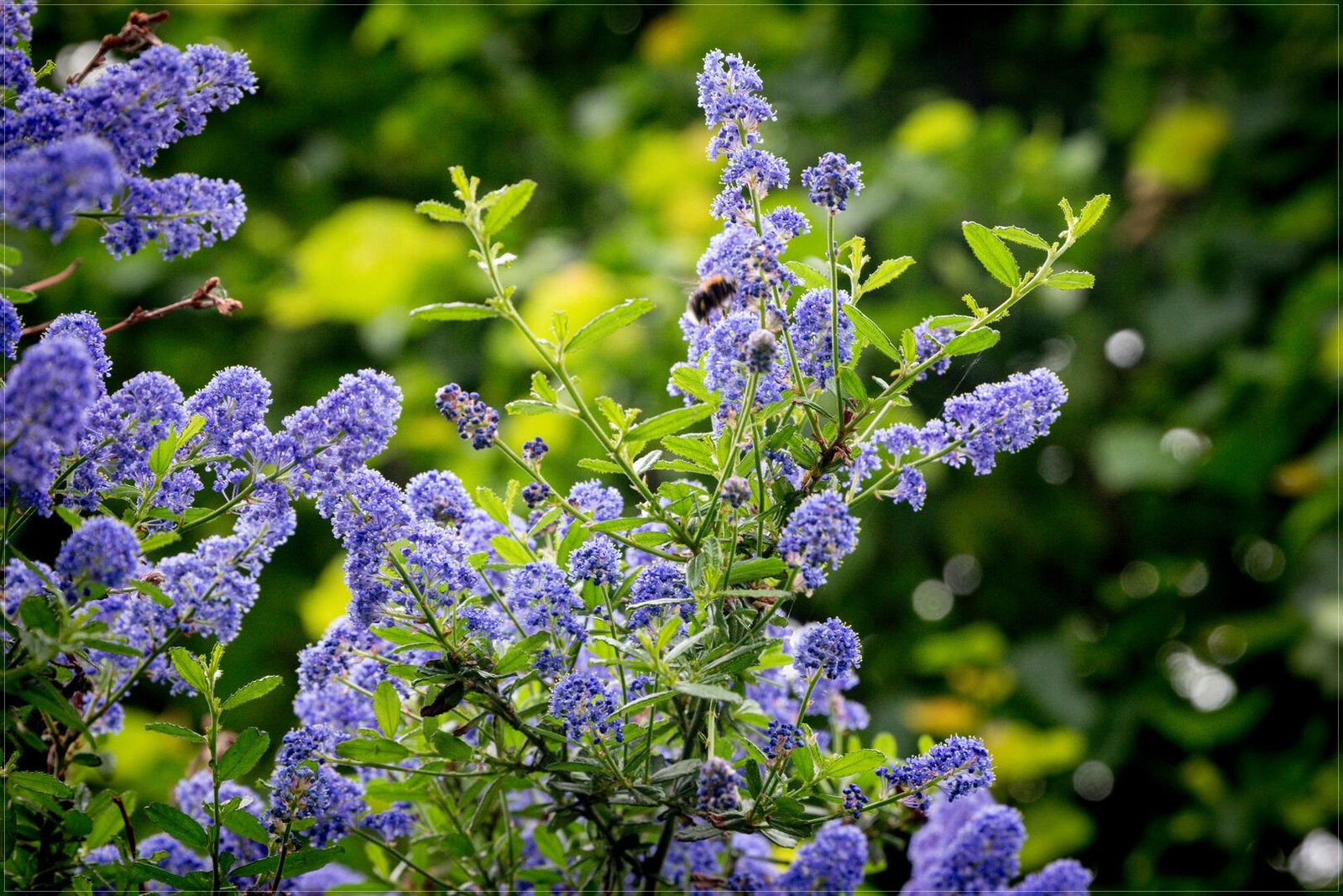 purple flowers lilac plant flower purple lavender 1436393