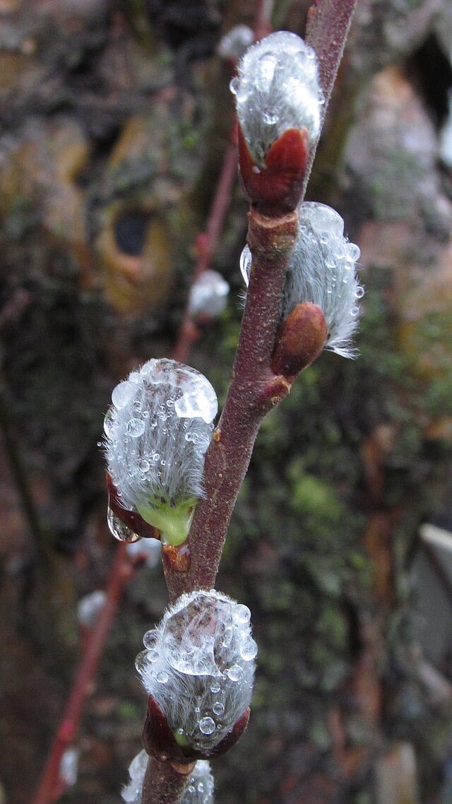 Embrace the Charm of Spring: A Guide to Growing Pussy Willow