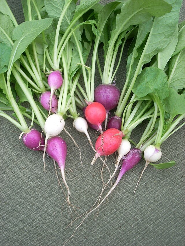 Growing Radishes: A Guide to Cultivating Quick and Crisp Root Vegetables