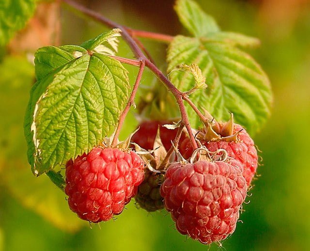 The Sweet Reward: A Comprehensive Guide to Growing Raspberries