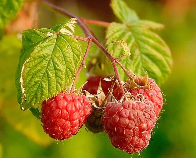The Sweet Reward: A Comprehensive Guide to Growing Raspberries 2 The Sweet Reward: A Comprehensive Guide to Growing Raspberries