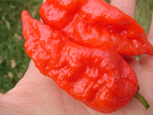 Bringing the Heat: A Step-by-Step Guide to Growing Ghost Peppers 8 red bhut jolokia ghost pepperparadise.org
