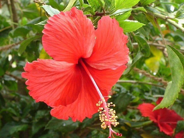 Tropical Delights in Your Garden: The Complete Guide to Growing Hibiscus