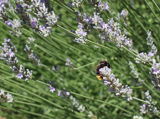Growing Lavender: A Guide to Cultivating Fragrant Blooms 5 resting on lavender