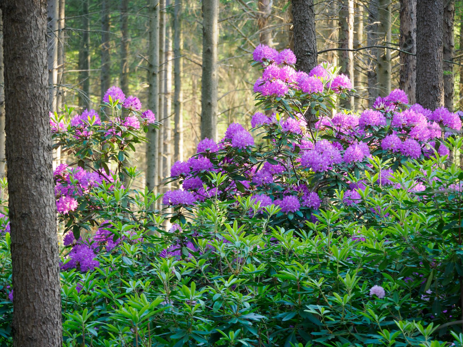 rhododendron in einem wald landkreis ammerland 2023 scaled