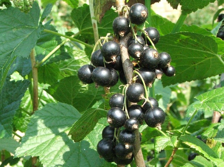 A Bountiful Harvest: How to Grow Black Currants in Your Garden