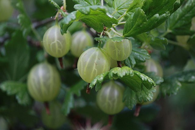 Summer Sweetness: Homemade Gooseberry Fool Recipe