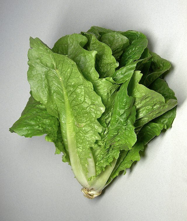 Growing Lettuce: A Guide to Cultivating Fresh Greens