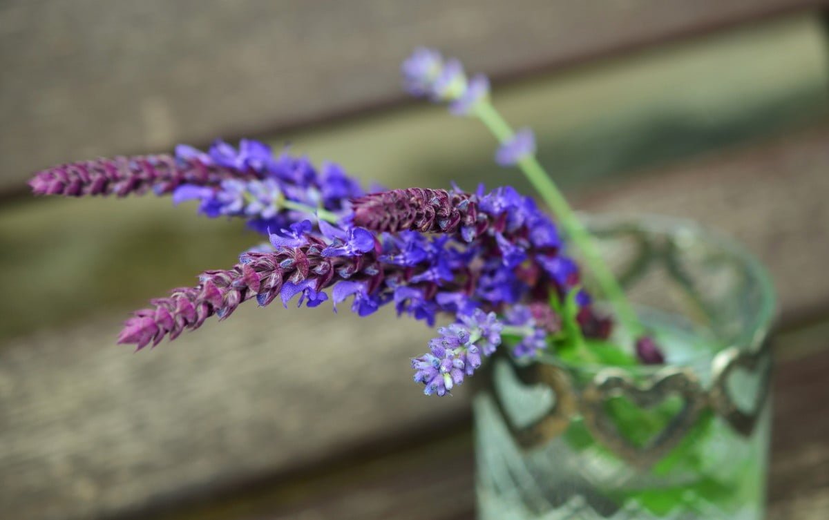 sage lavender herbs purple blossom bloom plant violet 719906 1