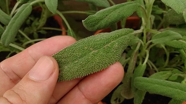 sage salvia officinalis